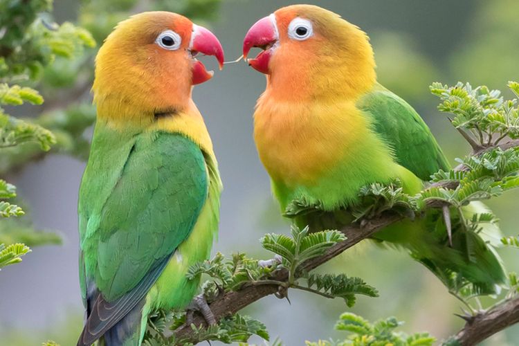 Deretan Jenis Burung Bersuara Merdu yang Banyak Diburu Pecinta Kicau