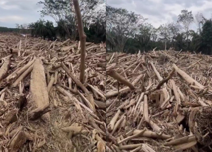 Naik Sidik, Bareskrim Polri Temukan Fakta Baru Soal Kasus Pembalakan Liar di Hutan Aceh