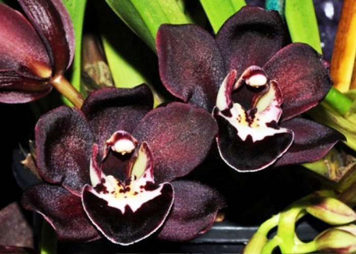 Anggrek Hitam Papua: Pesona Langka dari Hutan Tropis Timur Indonesia