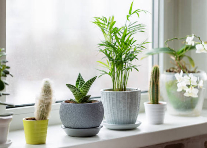 Tanaman Hias Pertamaku: Tips Simpel agar Tetap Hijau dan Subur