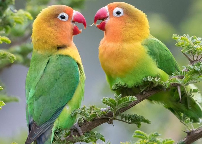 Deretan Jenis Burung Bersuara Merdu yang Banyak Diburu Pecinta Kicau