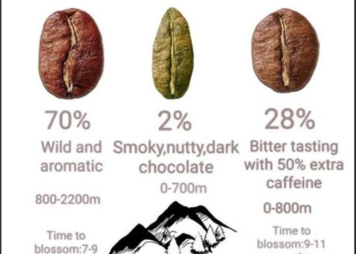 Beragam Jenis Biji Kopi & Manfaatnya
