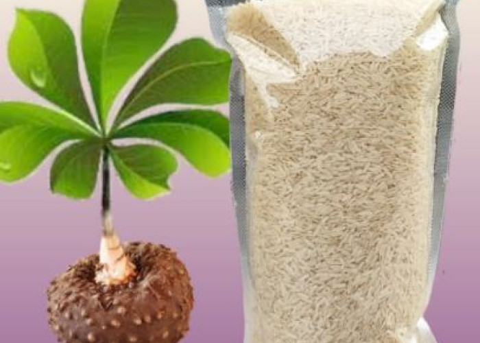 Beras Porang Kian Populer, Alternatif Pangan Sehat Rendah Kalori