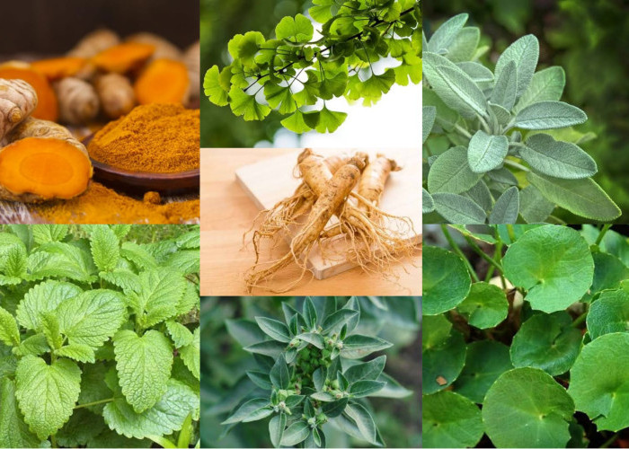 “Bisnis Tanaman Herbal: Peluang Emas di Tengah Tren Gaya Hidup Sehat”