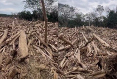Naik Sidik, Bareskrim Polri Temukan Fakta Baru Soal Kasus Pembalakan Liar di Hutan Aceh